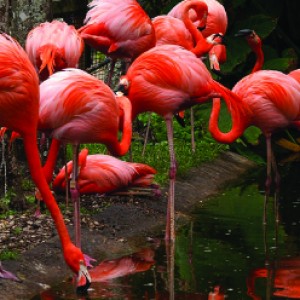 Flamingo Gardens & Wildlife Sanctuary