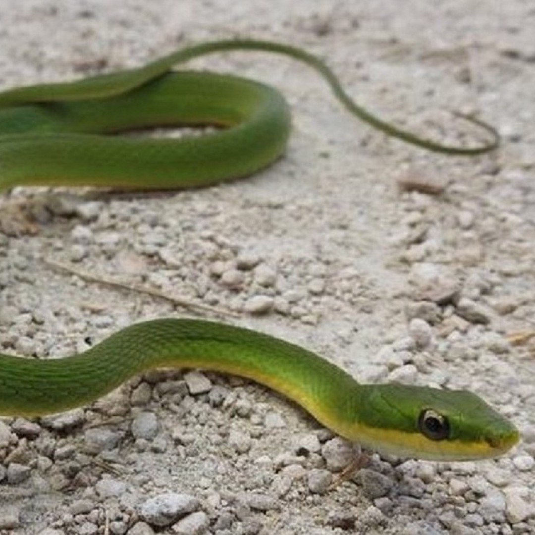 Herp Tour at Deering Estate