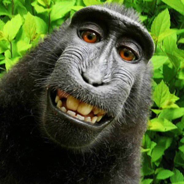 LIVE@Frost Science: To Post or Not to Post? Primates, Social Media, & You