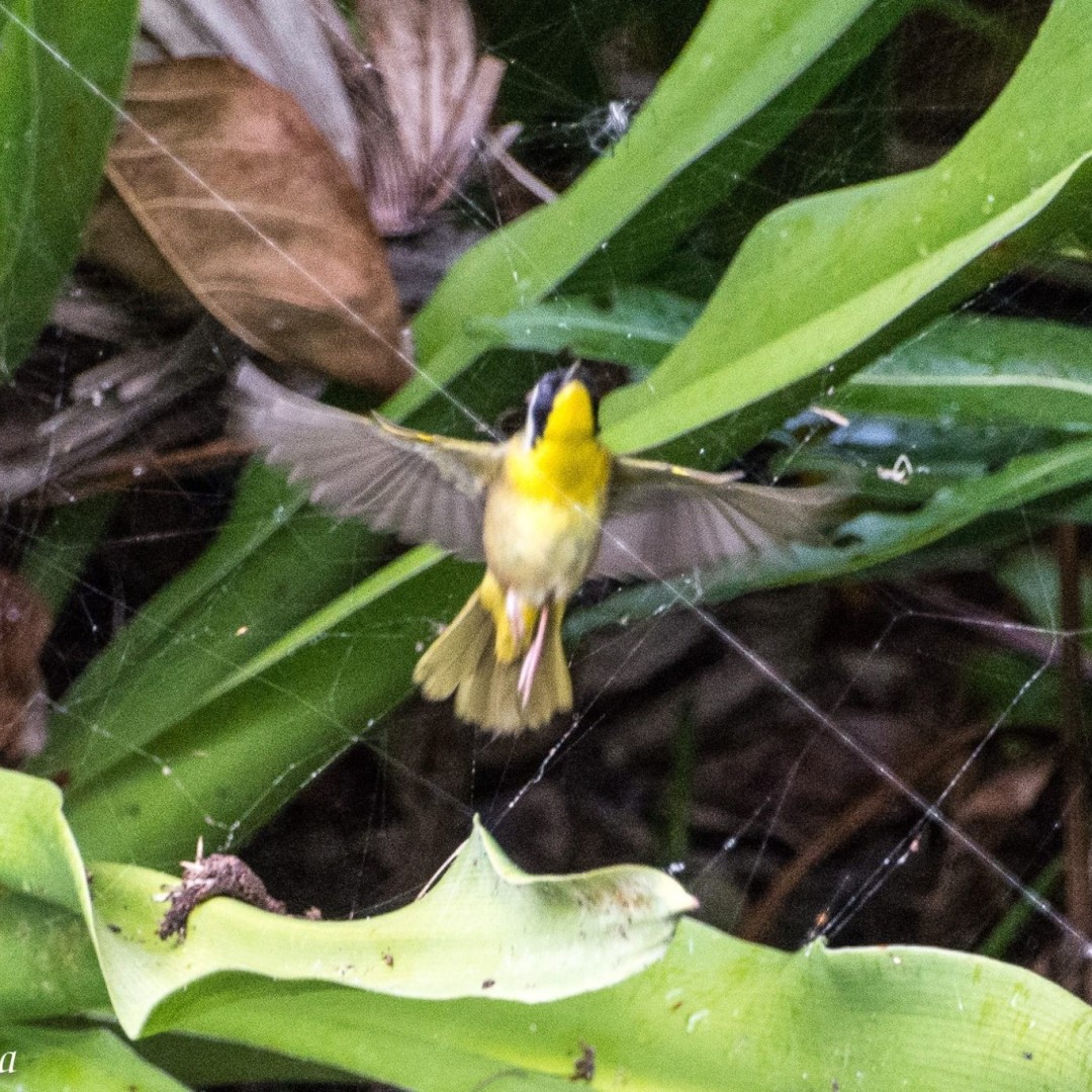 Birding Class at Bonnet House Museum & Garden