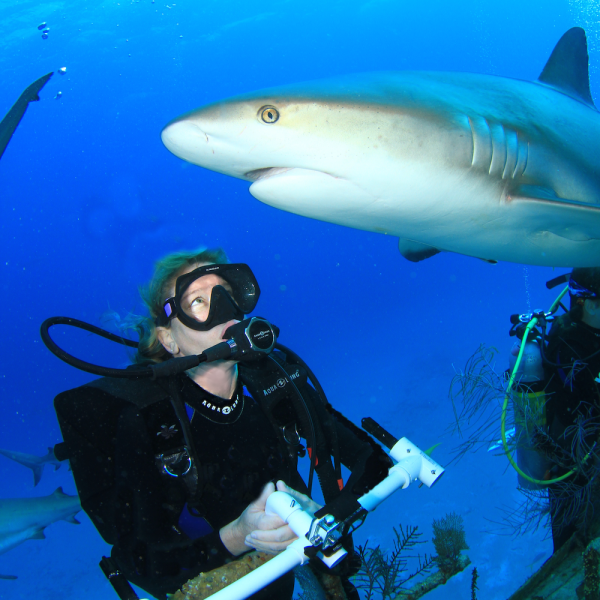 Immerse Yourself! Shark Research and Conservation Biology