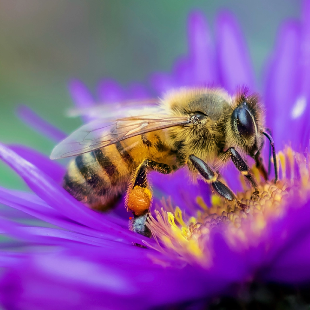 "Bees in our Bonnet" at Bonnet House with Joanna Diamond