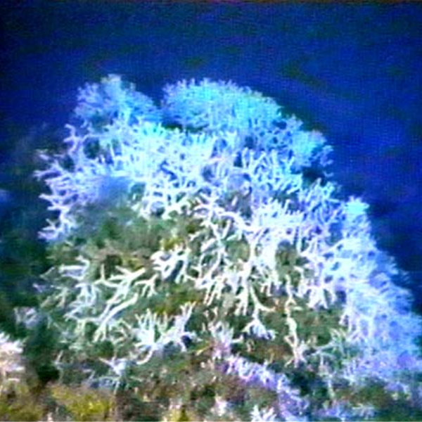 Immerse Yourself! Unique Oculina Coral