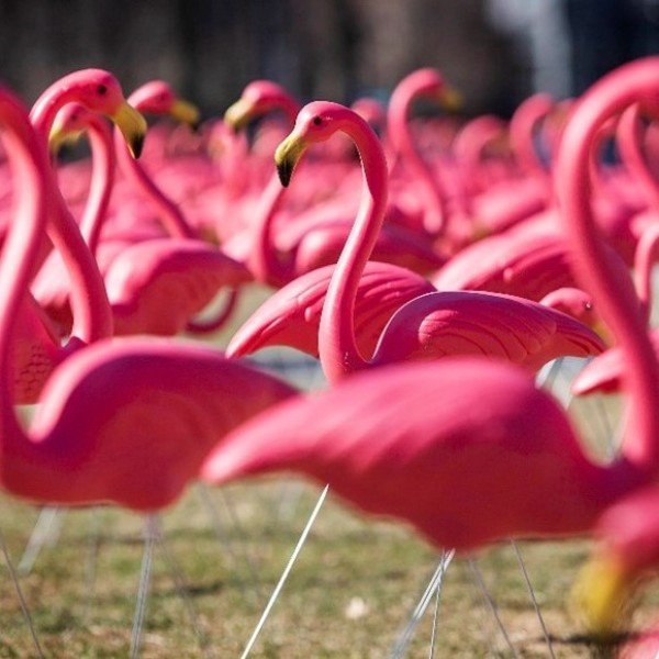 Flamingo Gardens' Flamingo Fest