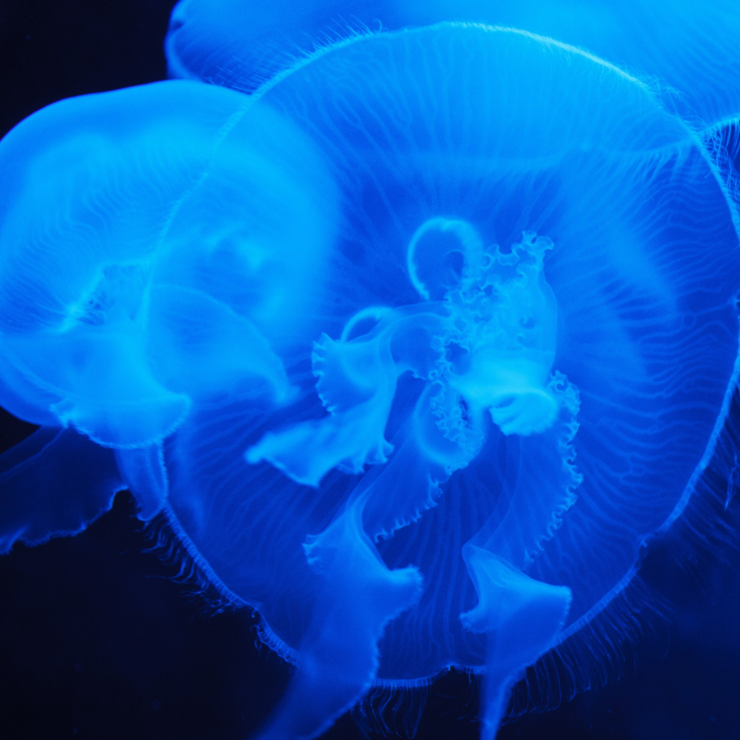 Mini-Me Science: Essence of Bioluminescence