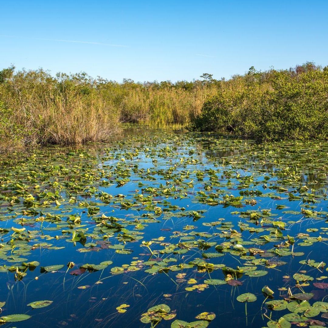 Mini-Me Science: Everglades Connection Part 1 – ForEverglades