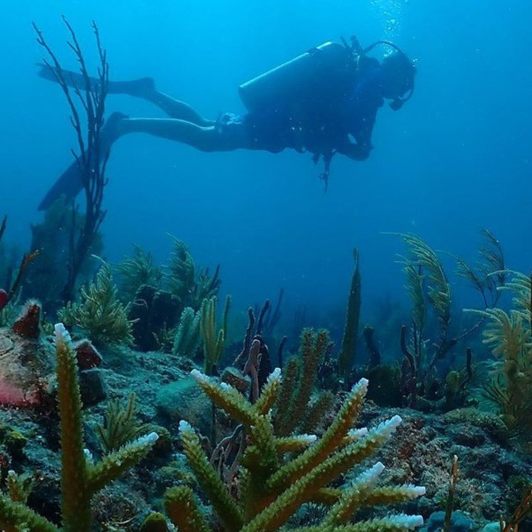 LIVE@Frost Science: Lights, Camera, Action to Save Florida’s Coral Reef