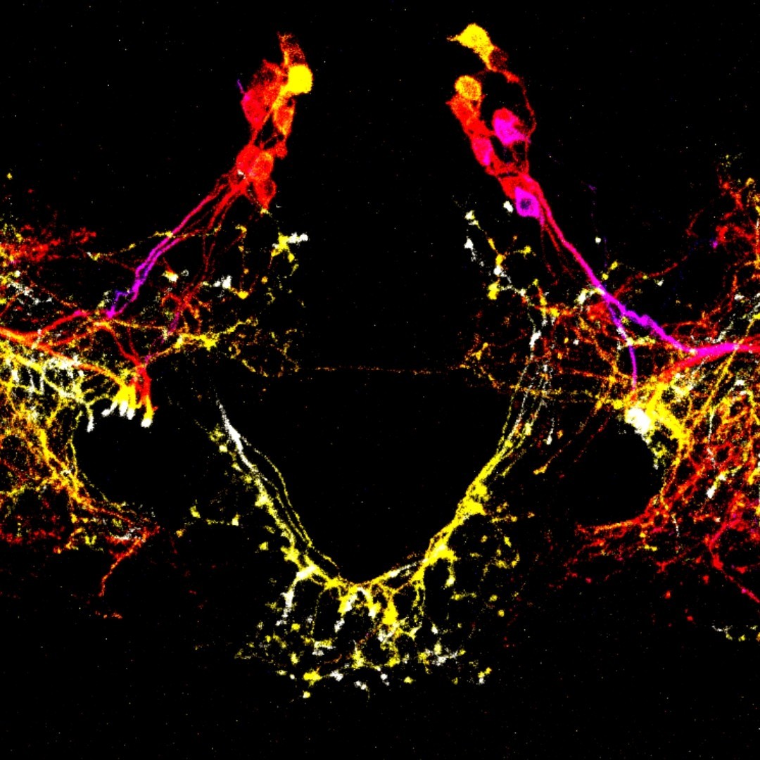 LIVE@Frost Science: Neuronal Control of Locomotion